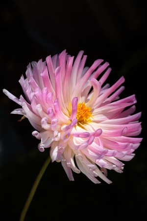 Dreaming Dahlia